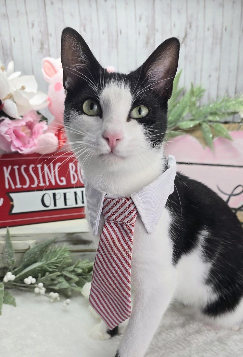 Enlarge Deveraux the Distinguished Gentleman, an adoptable Domestic Short Hair in Ocean Springs, MS image 3/5
