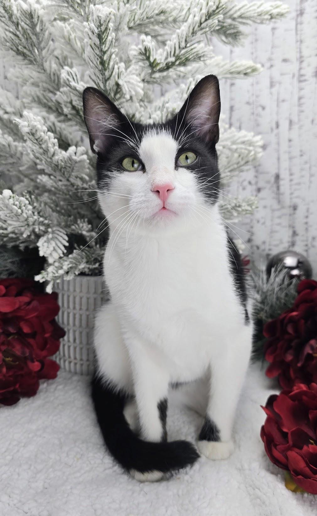 Enlarge Deveraux, a Adoptable Domestic Short Hair in Ocean Springs, MS image 2/6