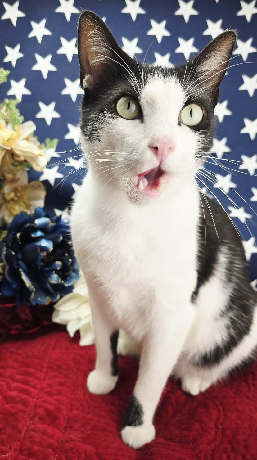Enlarge Deveraux, an adoptable Domestic Short Hair in Ocean Springs, MS image 4/6