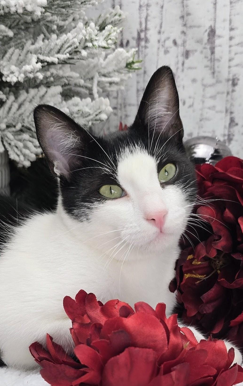 Enlarge Deveraux, a Adoptable Domestic Short Hair in Ocean Springs, MS image 3/6