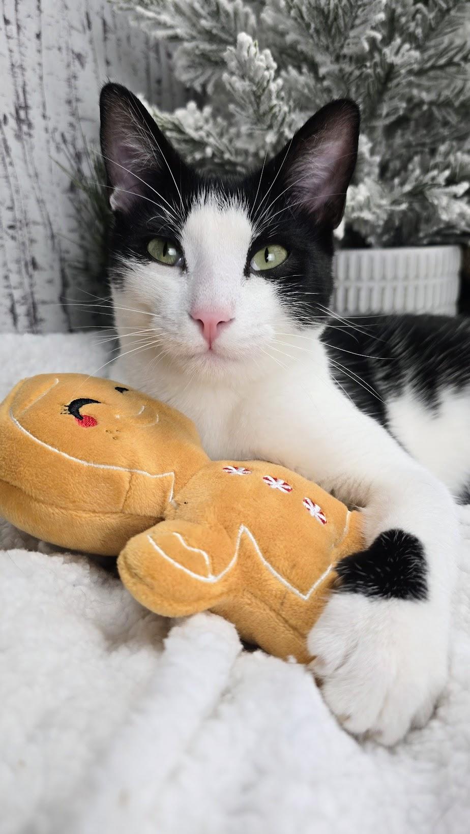 Enlarge Deveraux, a Adoptable Domestic Short Hair in Ocean Springs, MS image 1/6