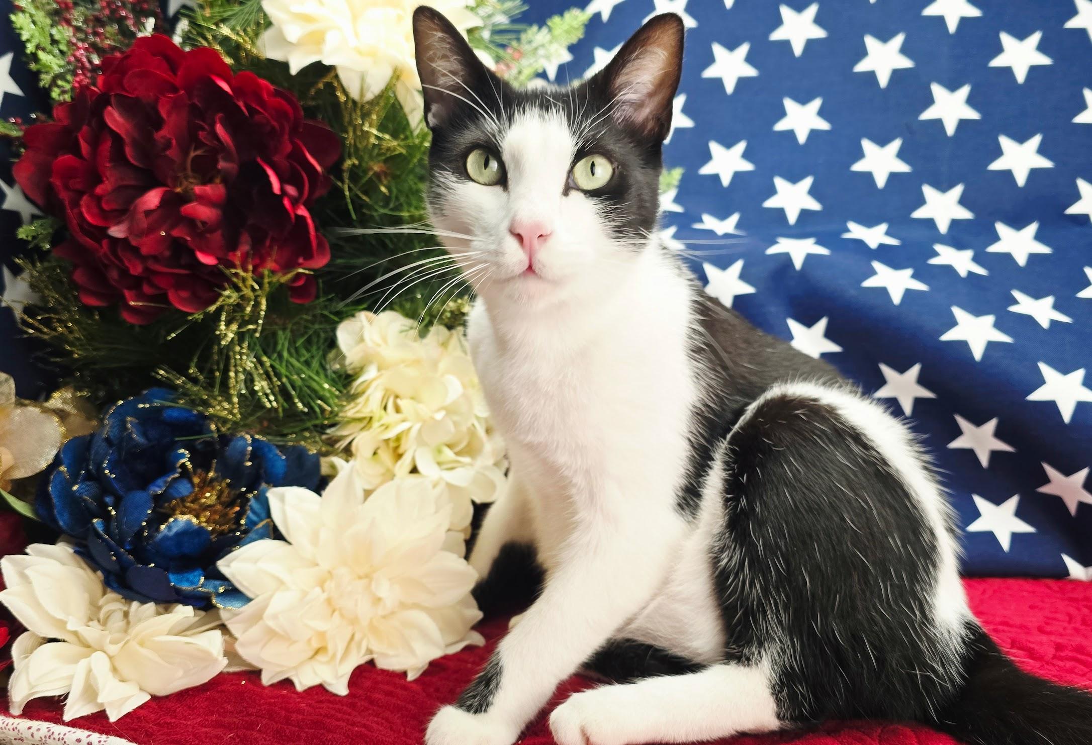 Deveraux, adoptable, Young Male Domestic Short Hair.