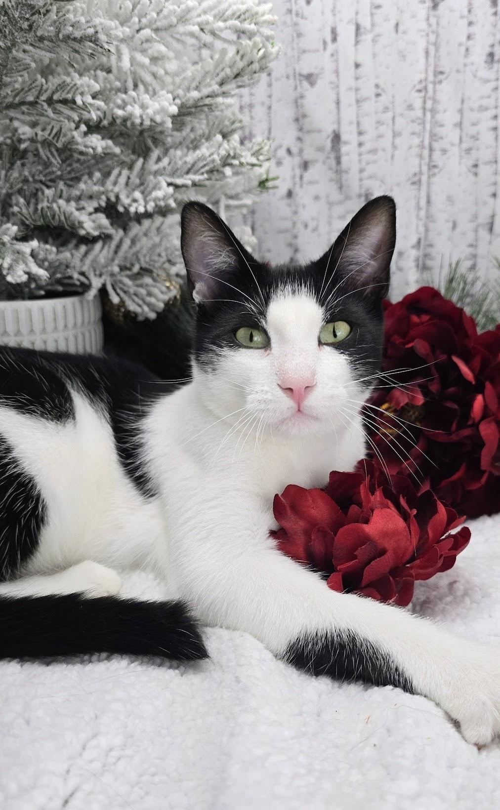 Enlarge Deveraux, a Adoptable Domestic Short Hair in Ocean Springs, MS image 5/6