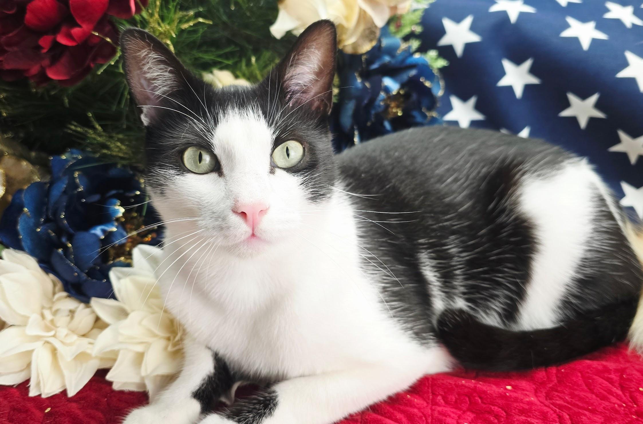 Enlarge Deveraux, an adoptable Domestic Short Hair in Ocean Springs, MS image 5/6