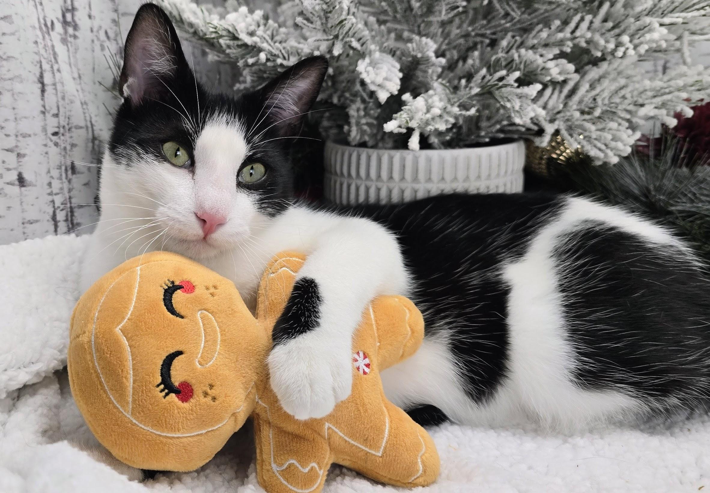 Enlarge Deveraux, a Adoptable Domestic Short Hair in Ocean Springs, MS image 4/6