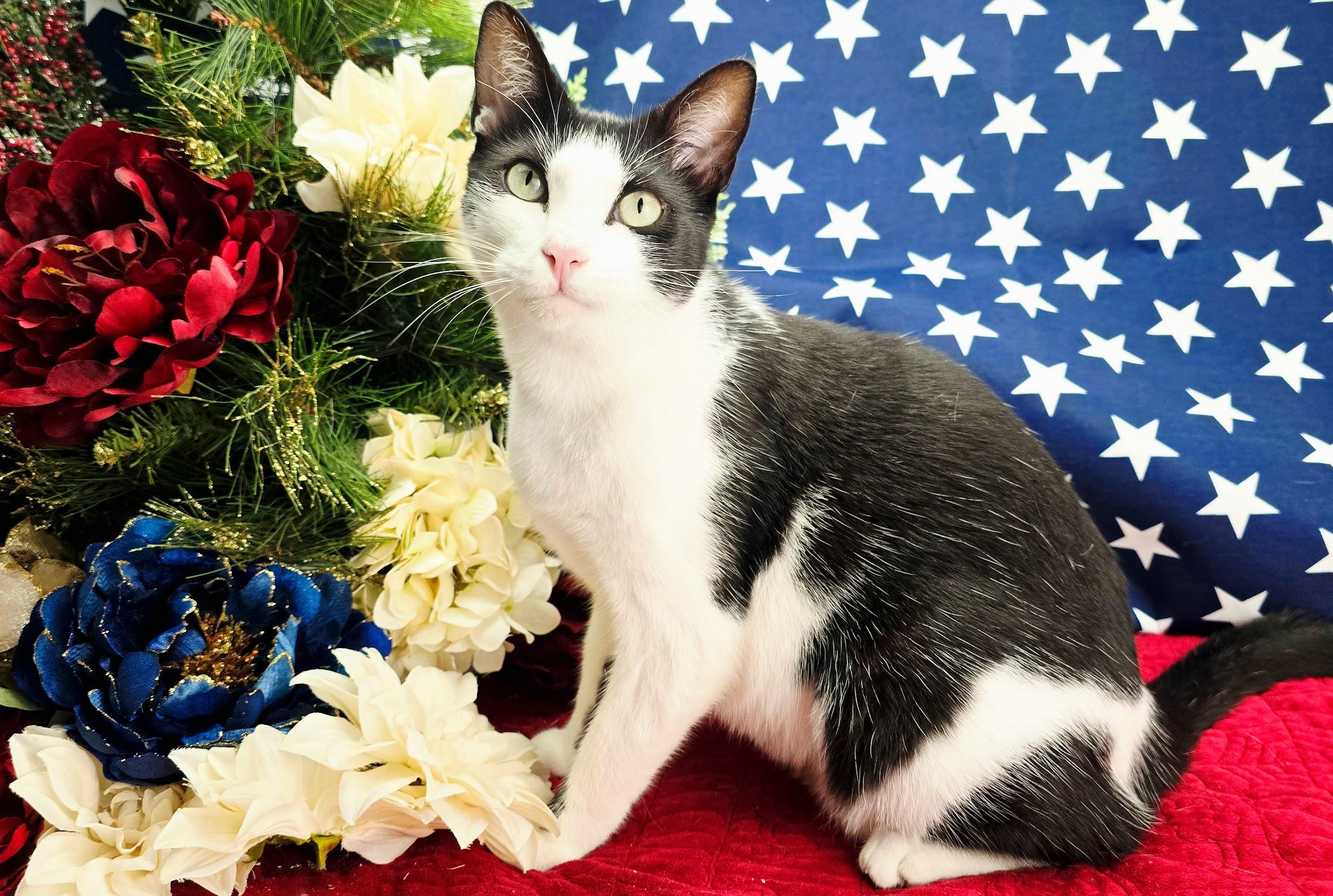 Enlarge Deveraux, an adoptable Domestic Short Hair in Ocean Springs, MS image 6/6