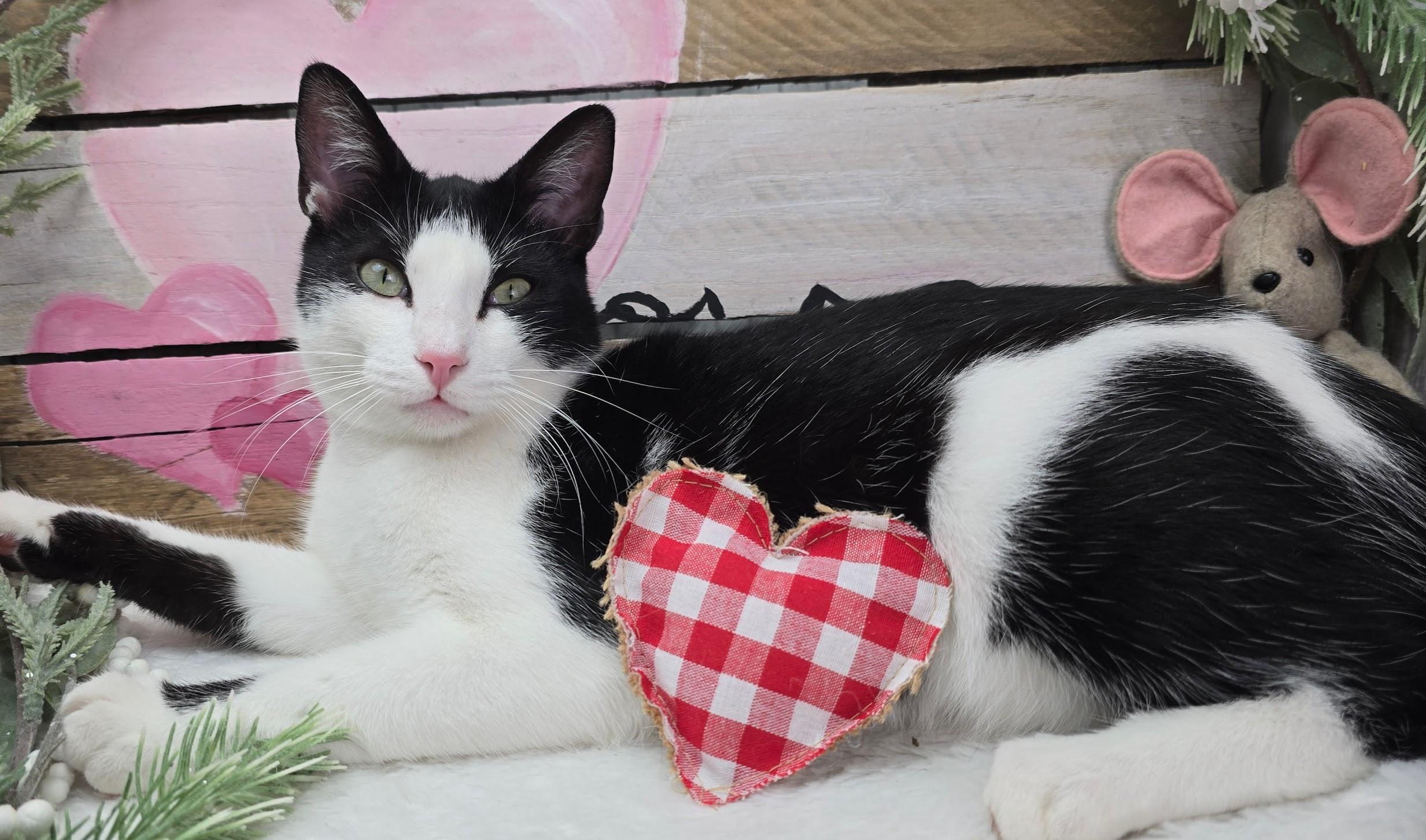 Enlarge Deveraux the Distinguished Gentleman, an adoptable Domestic Short Hair in Ocean Springs, MS image 5/5