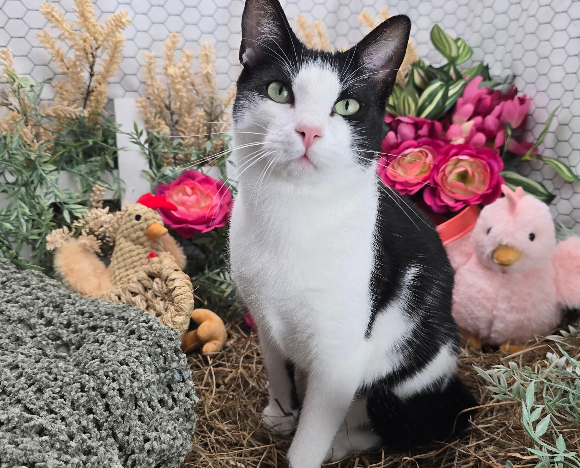 Deveraux the Distinguished Gentleman, an adoptable Domestic Short Hair in Ocean Springs, MS image 6/6