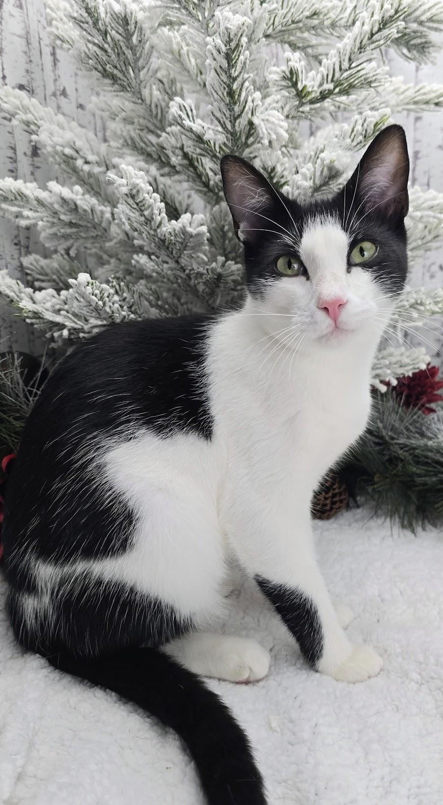 Enlarge Deveraux, a Adoptable Domestic Short Hair in Ocean Springs, MS image 6/6