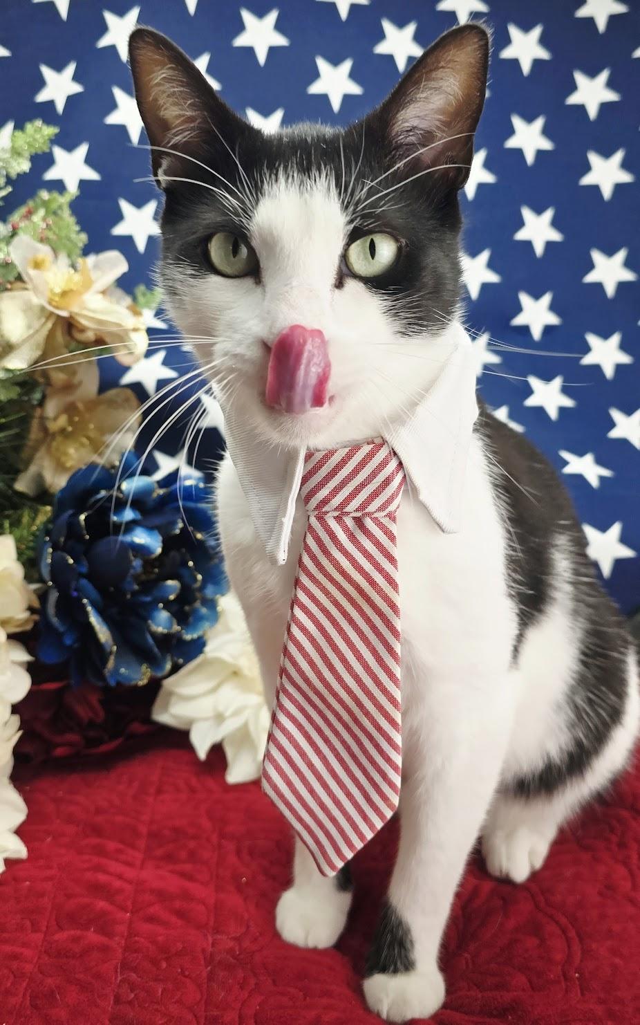 Enlarge Deveraux, an adoptable Domestic Short Hair in Ocean Springs, MS image 2/6