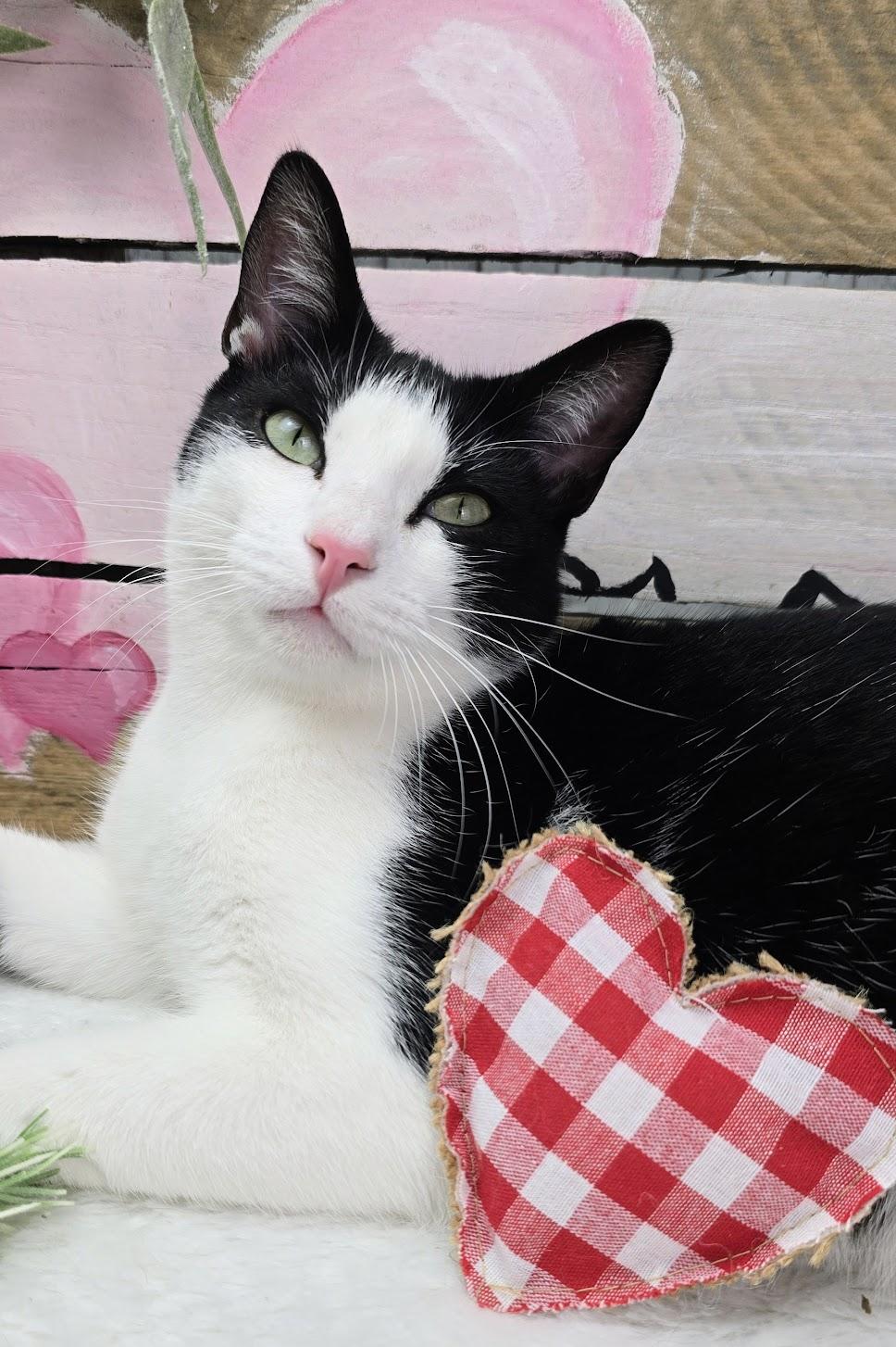 Deveraux the Distinguished Gentleman, adoptable, Kitten Male Domestic Short Hair.