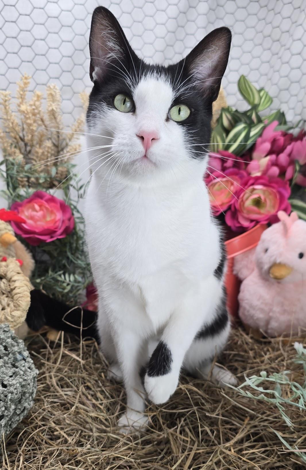 Deveraux the Distinguished Gentleman, an adoptable Domestic Short Hair in Ocean Springs, MS image 2/6