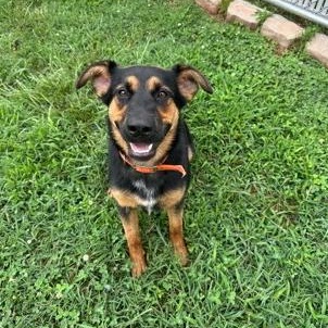Sheba, ADOPTABLE, Young Female Shepherd.