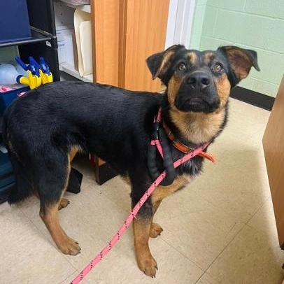 Enlarge Sheba, a ADOPTABLE mixed breed in Martinsville, VA image 2/2