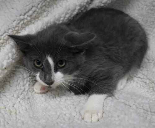 Brooke, Adoptable, Kitten Female Domestic Medium Hair.