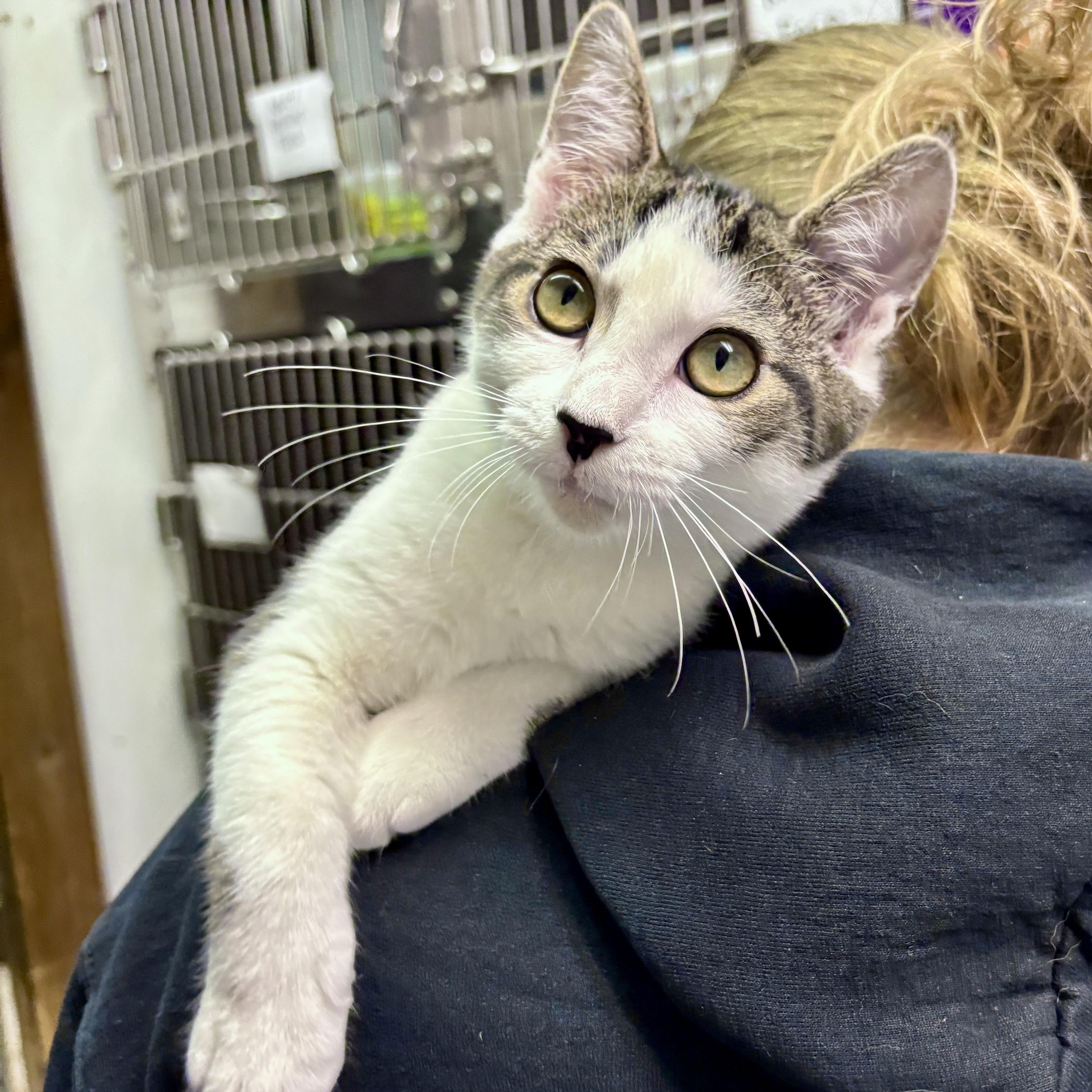Enlarge Elsa, a Adoptable Domestic Short Hair in Beacon, NY image 2/5
