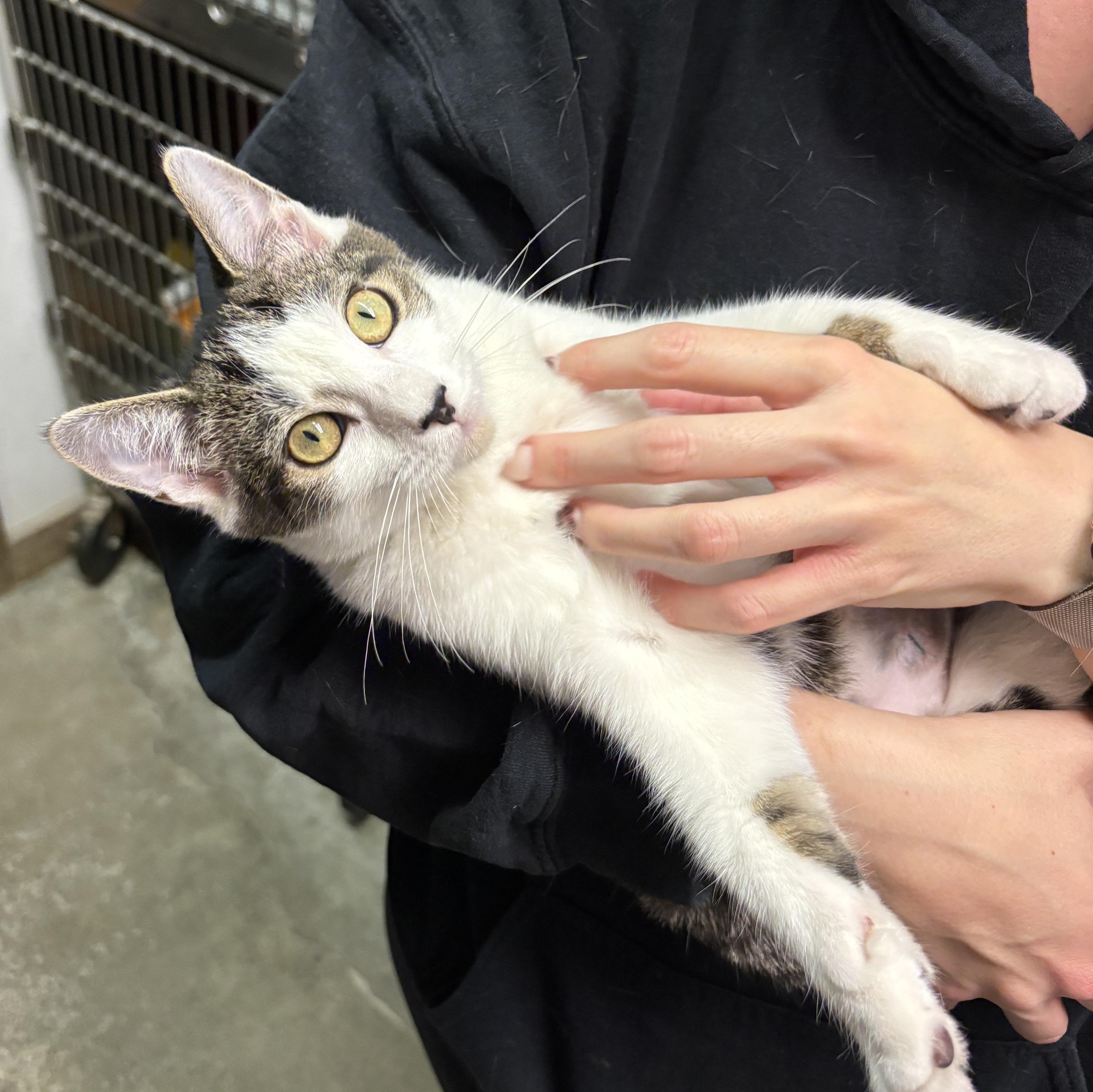 Elsa, Adoptable, Kitten Female Domestic Short Hair.