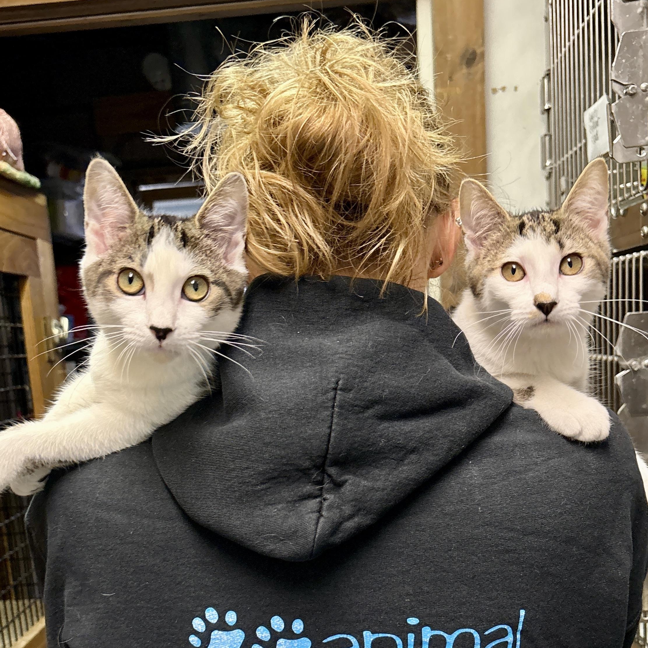 Enlarge Elsa, a Adoptable Domestic Short Hair in Beacon, NY image 4/5