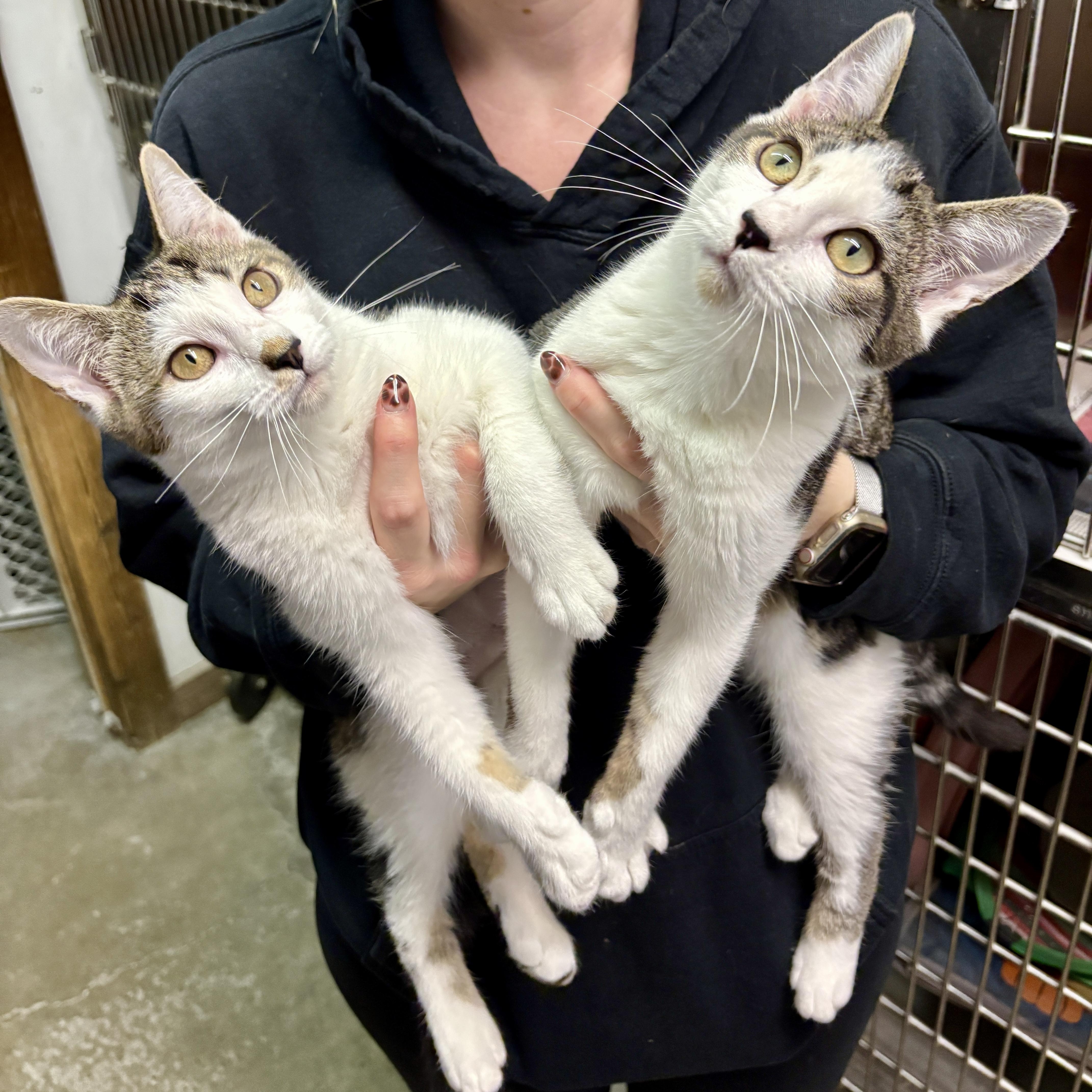 Enlarge Elsa, a Adoptable Domestic Short Hair in Beacon, NY image 3/5