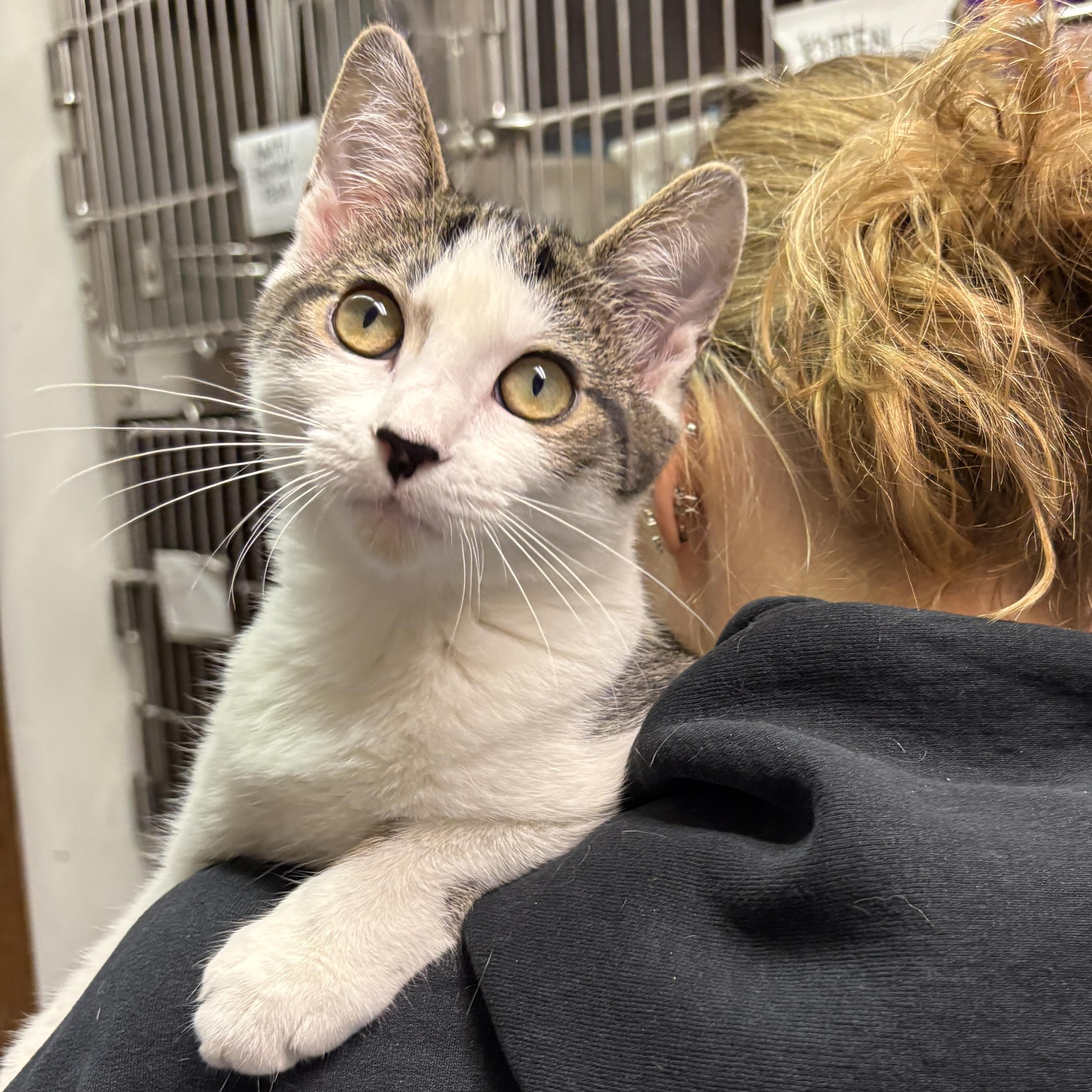 Enlarge Elsa, a Adoptable Domestic Short Hair in Beacon, NY image 5/5