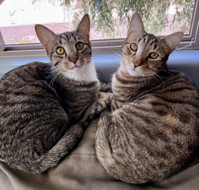 Kevin - BONDED to Bob, Adoptable, Young Male Tabby.