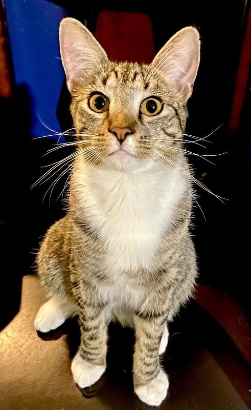 Enlarge Kevin - BONDED to Bob, a Adoptable mixed breed in Anthem, AZ image 2/6