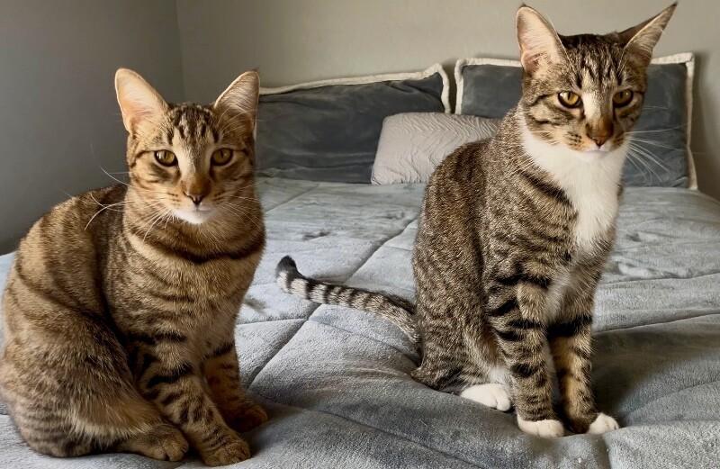 Enlarge Kevin - BONDED to Bob, a Adoptable mixed breed in Anthem, AZ image 3/6