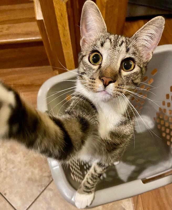 Enlarge Kevin - BONDED to Bob, a Adoptable mixed breed in Anthem, AZ image 4/6