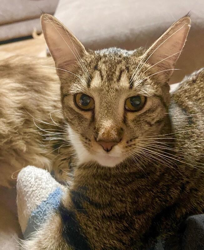 Kevin - BONDED to Bob, a Adoptable mixed breed in Anthem, AZ image 5/6