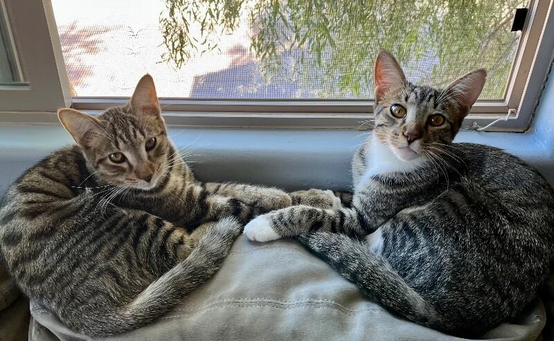 Enlarge Kevin - BONDED to Bob, a Adoptable mixed breed in Anthem, AZ image 5/6