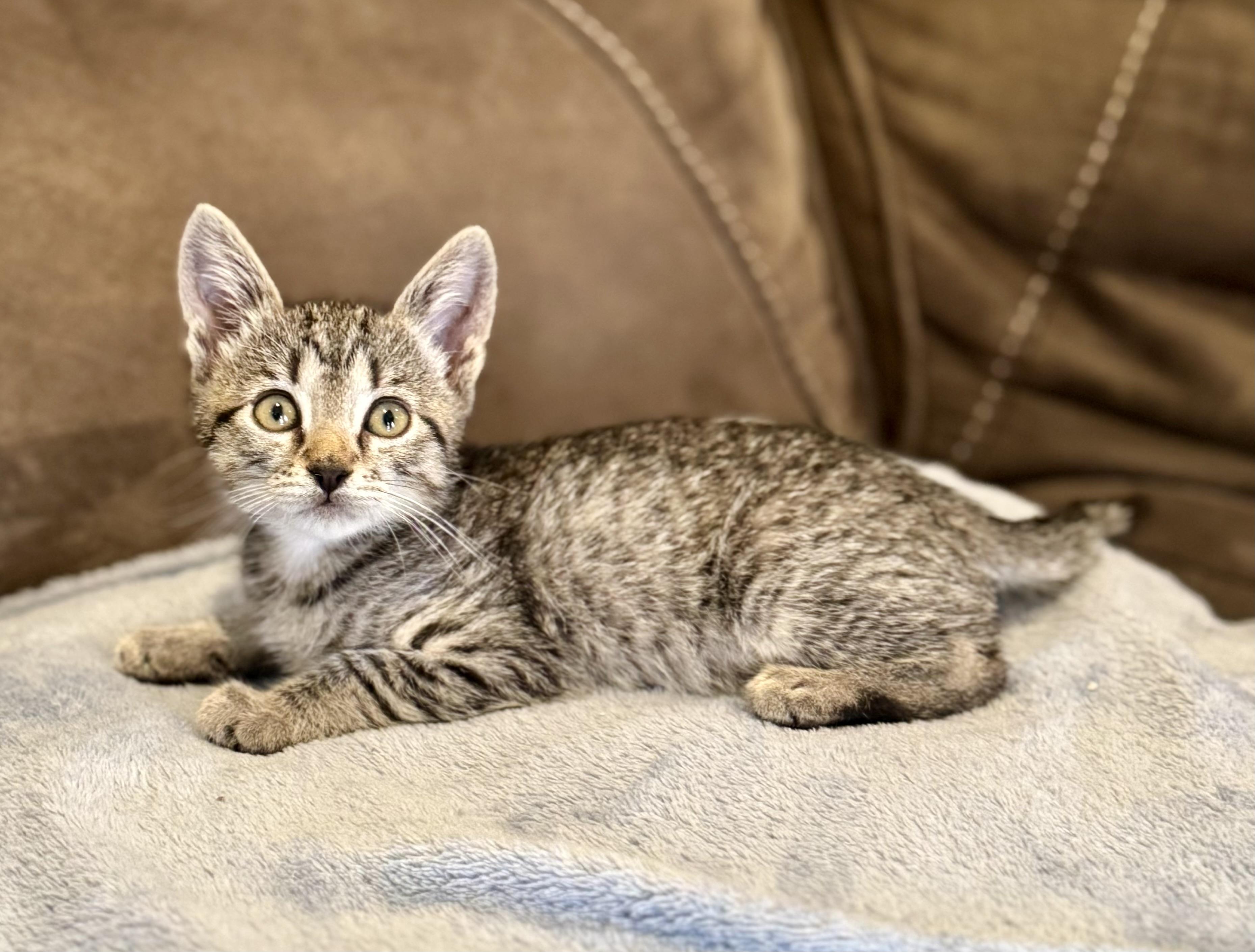 Luigi, Baby Male Tabby