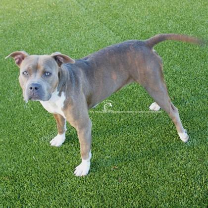 SASHA, Adoptable, Adult Female Staffordshire Bull Terrier & Mixed Breed.