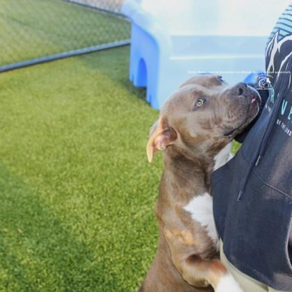 Enlarge SASHA, a Adoptable mixed breed in Kenansville, NC image 2/3