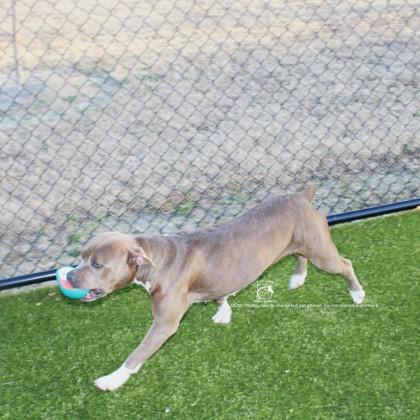 Enlarge SASHA, a Adoptable mixed breed in Kenansville, NC image 3/3