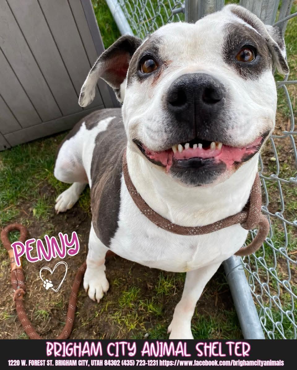 Penny, an adoptable Pit Bull Terrier in Brigham City, UT, 84302 | Photo Image 1