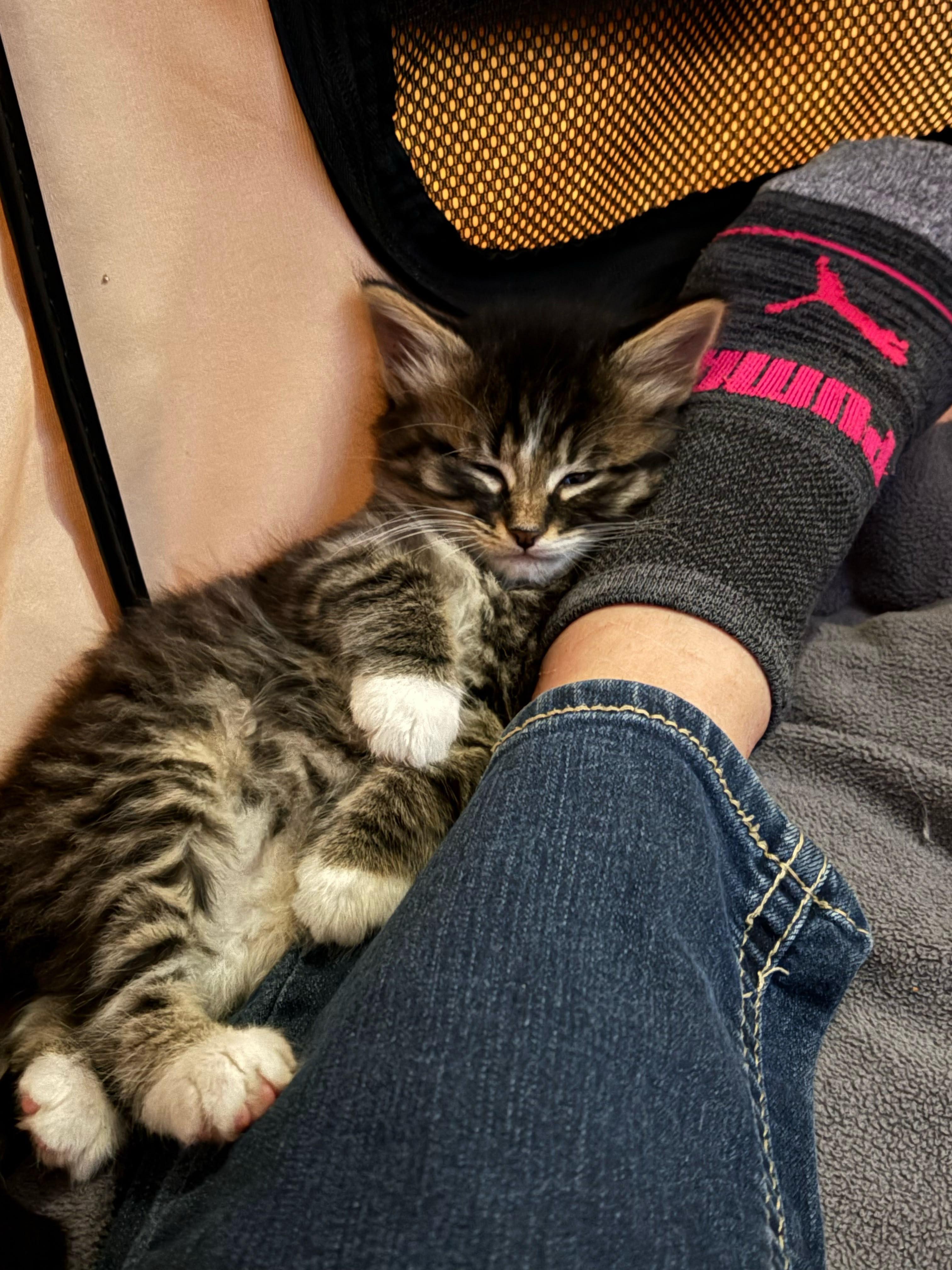 Sheldon, Adoptable, Kitten Male Domestic Short Hair.