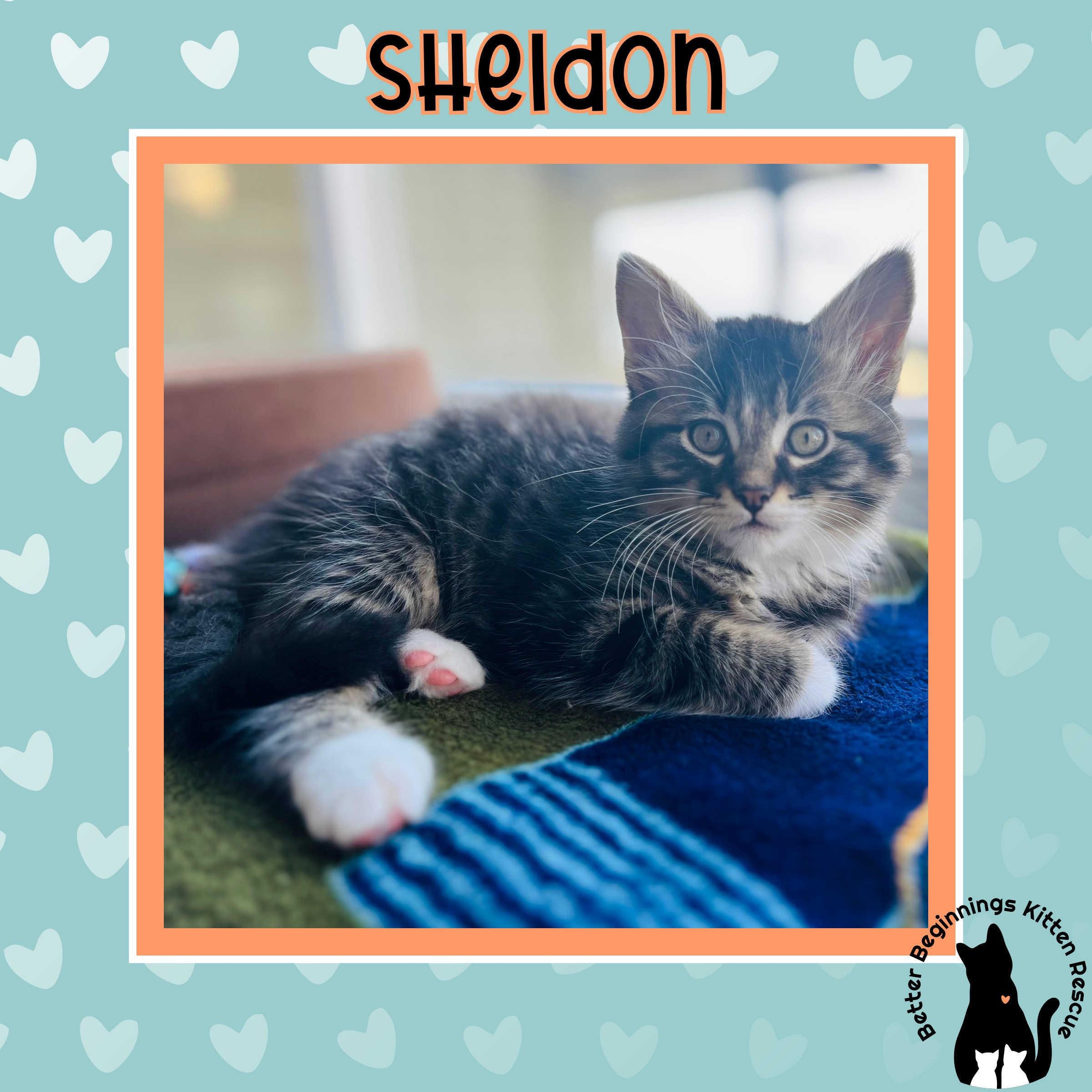Sheldon, a Adoptable mixed breed in Kamloops, BC image 3/6