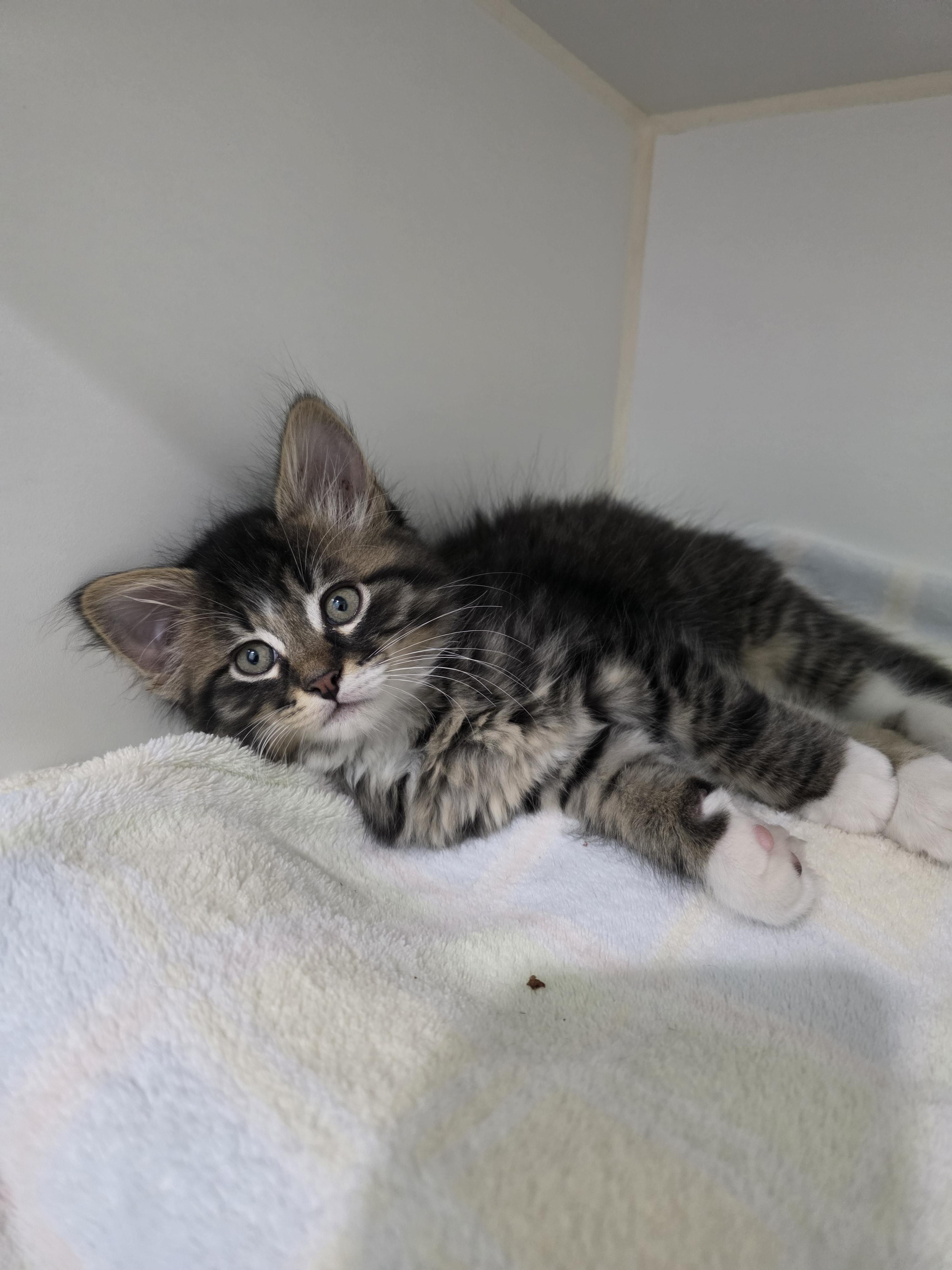 Sheldon, a Adoptable mixed breed in Kamloops, BC image 5/6