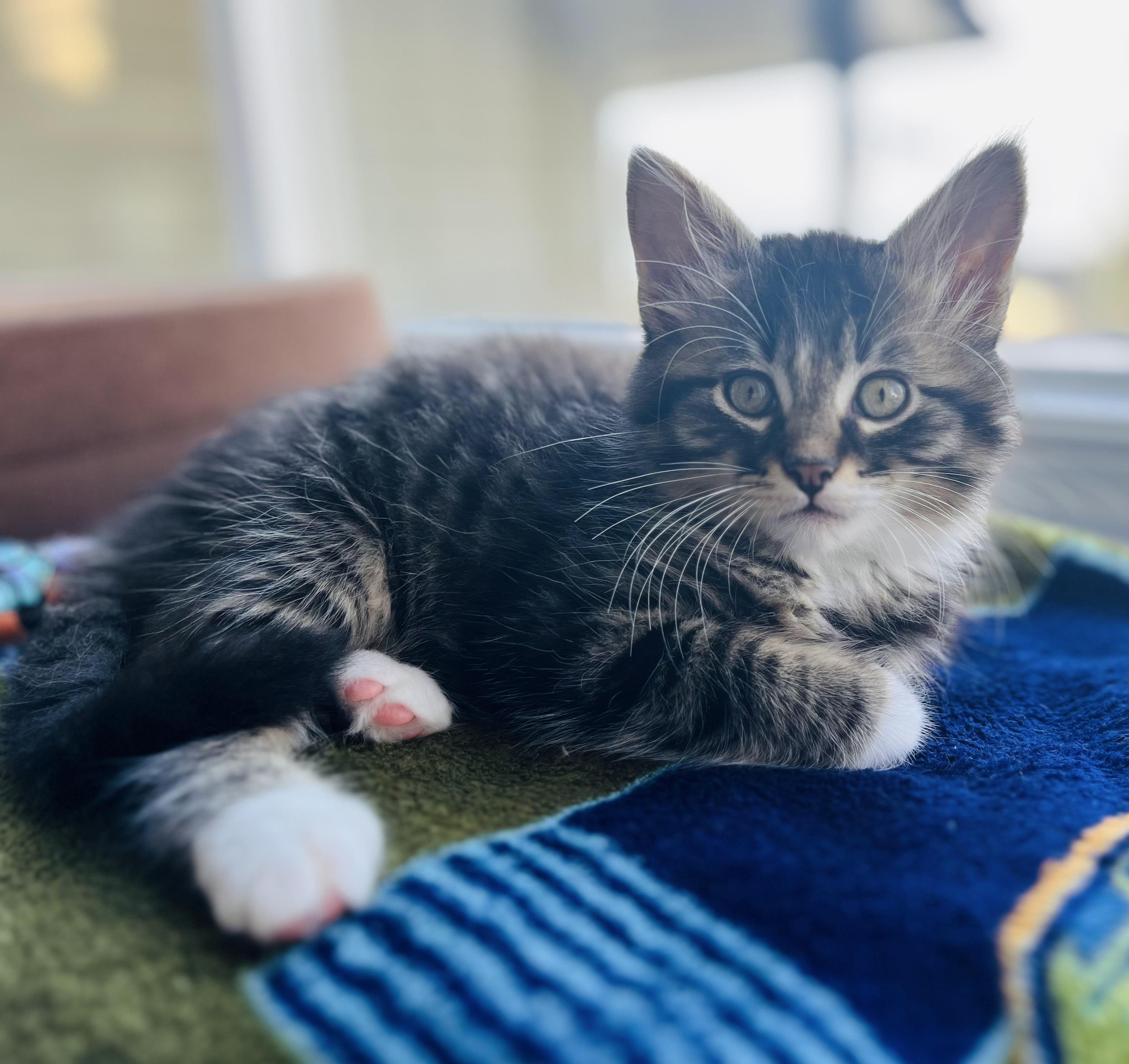 Sheldon, a Adoptable mixed breed in Kamloops, BC image 6/6
