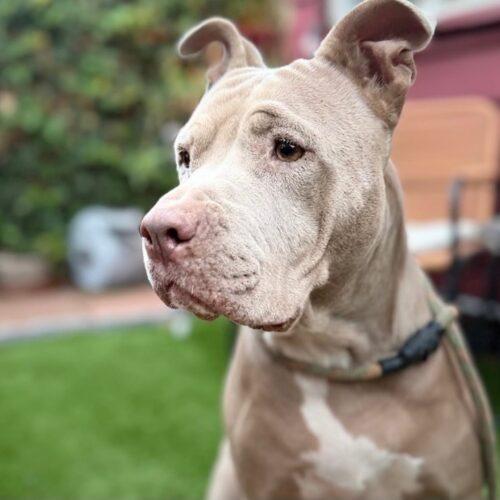 MAMA, Adoptable, Adult Female Pit Bull Terrier & Mixed Breed.