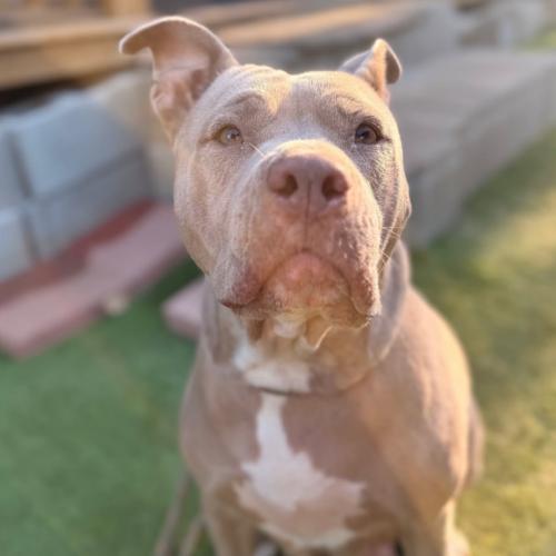 Enlarge MAMA, a Adoptable mixed breed in San Juan Capistrano, CA image 3/4