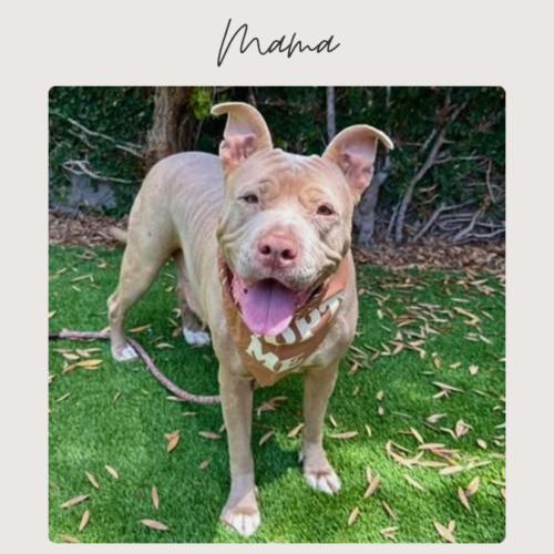 Enlarge MAMA, a Adoptable mixed breed in San Juan Capistrano, CA image 4/4