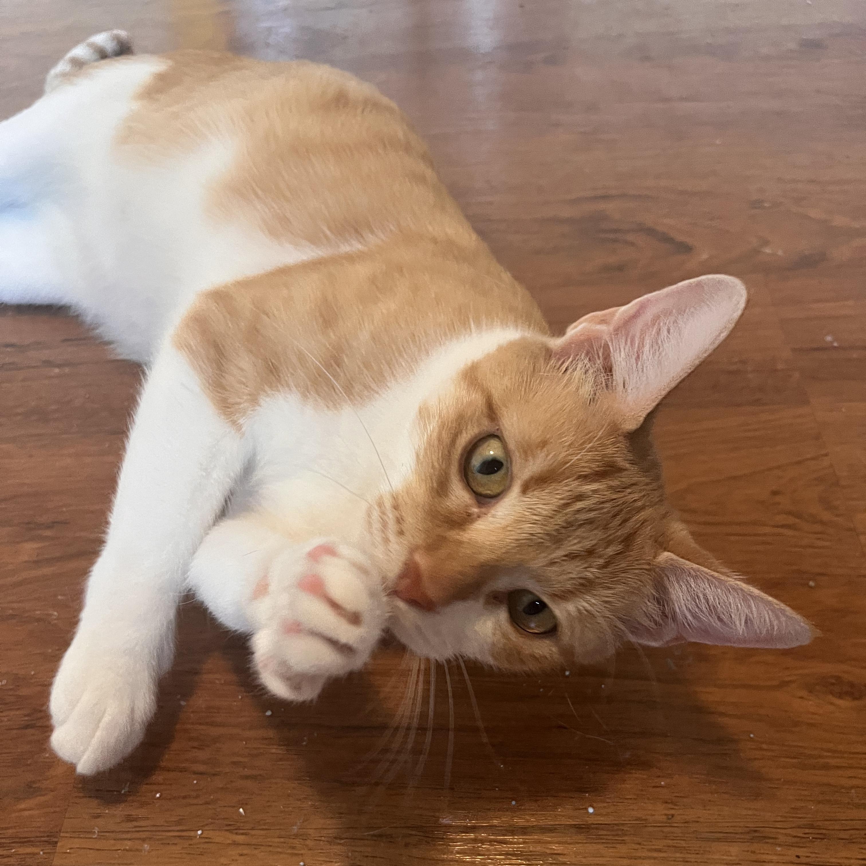 Fontina, ADOPTABLE, Adult Female Domestic Short Hair.