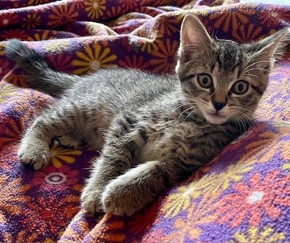 Enlarge Ishpeming - Cute Tabby, a ADOPTABLE mixed breed in Hoquiam, WA image 1/5