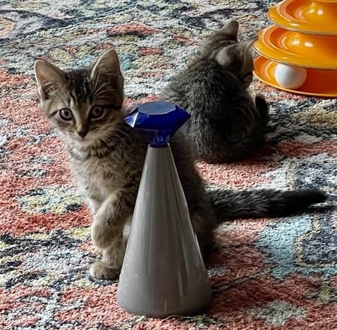 Enlarge Ishpeming - Cute Tabby, a ADOPTABLE mixed breed in Hoquiam, WA image 2/5