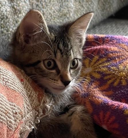 Enlarge Ishpeming - Cute Tabby, a ADOPTABLE mixed breed in Hoquiam, WA image 3/5