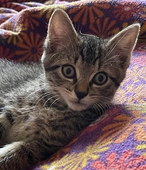 Enlarge Ishpeming - Cute Tabby, a ADOPTABLE mixed breed in Hoquiam, WA image 4/5