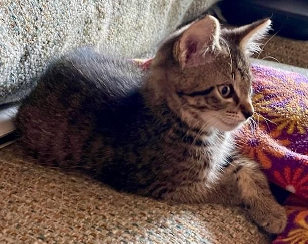 Enlarge Ishpeming - Cute Tabby, a ADOPTABLE mixed breed in Hoquiam, WA image 5/5