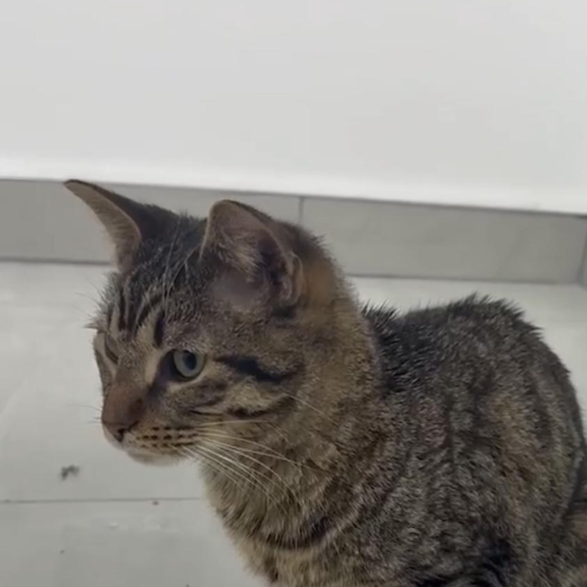 HERSHEY, a Adoptable Domestic Short Hair in Tillsonburg, ON image 4/5