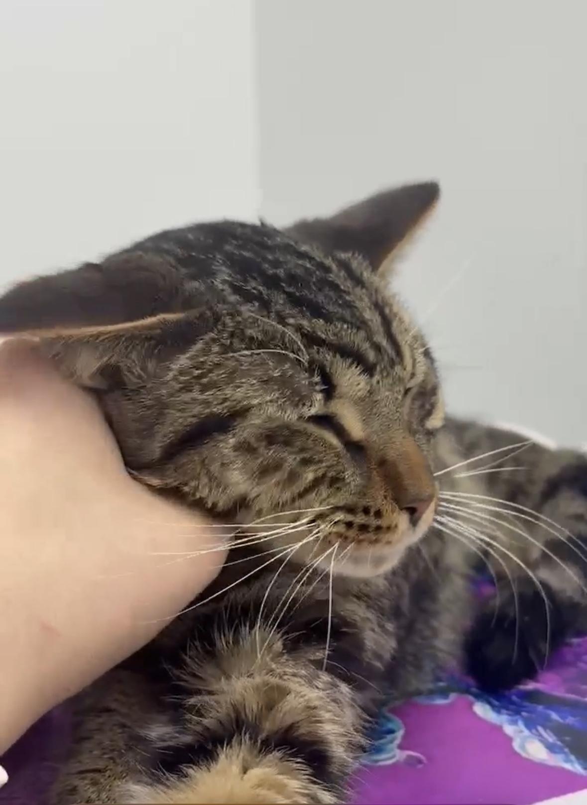 HERSHEY, a Adoptable Domestic Short Hair in Tillsonburg, ON image 2/5